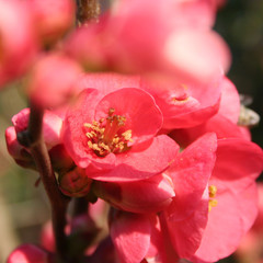 Fototapeta na wymiar Close-up of Cydonia or Chaenomeles japonica bush withl pink flowers. Japanese quince in bloom in the sunlight