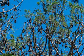 Countless flying foxes (fruit bats) hanging upside down in a tree, fruit bats are carriers of several zoonotic viruses including Hendra virus, coronavirus, and rabies virus.