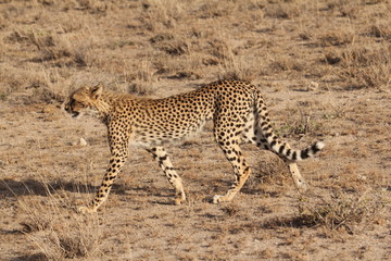 Hunting Cheetah growling Near View