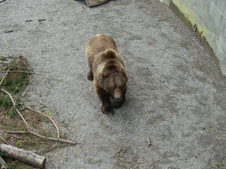 Kodiak Bear Walking Slowly Close View