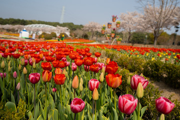 field of tulips