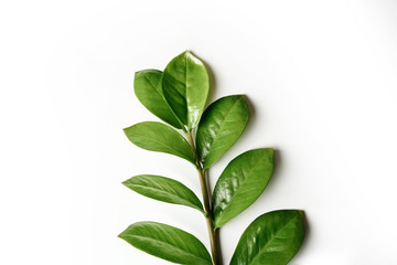 Houseplant branch with green leaves isolated on white background.
