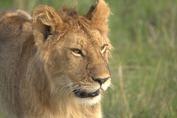 Fototapeta na wymiar Lioness Close View with Grass in Background