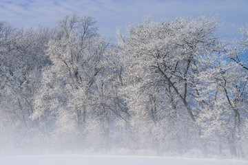 Obraz na płótnie Canvas Hoarfrost encases a forest of bare trees in fog on a frigid winter morning, Michigan, USA 
