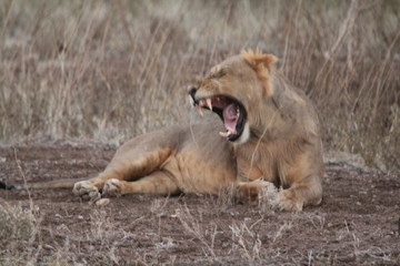Obraz na płótnie Canvas Lioness in African Forest Yawning Sideways