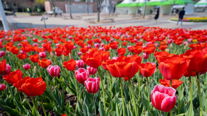 Obraz premium field of red tulips