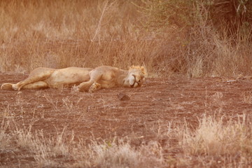 Lioness Lying in Forest Far View
