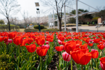 field of red tulips