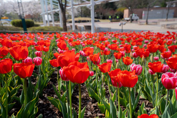 Obraz premium red tulips in the garden