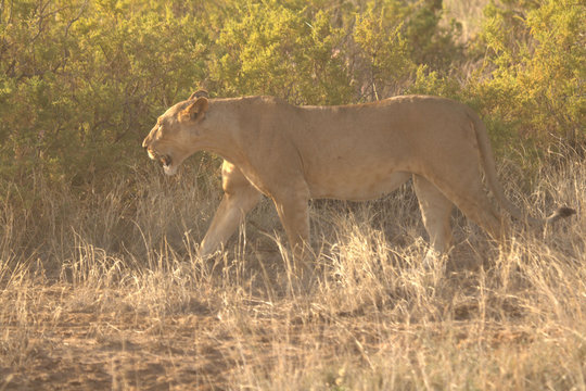 Lioness on Dry Grass Hunting