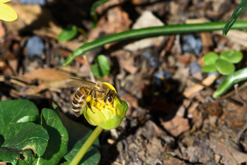 Spring has come and bees collect nectar from flowers