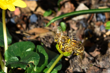 Spring has come and bees collect nectar from flowers