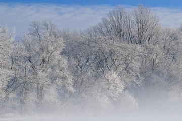 Hoarfrost encases a forest of bare trees in fog on a frigid winter morning, Michigan, USA 