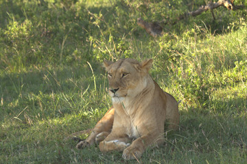 Fototapeta na wymiar Lioness Resting Under Tree Shade