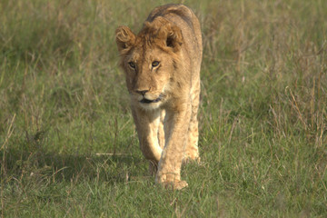 Lioness Walking on Green Grassland