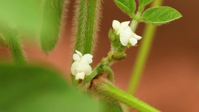 Agriculture - Macro image of soy flower, small soy, small soy in formation - Agribusiness