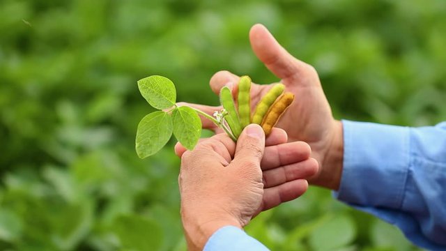 Agriculture - Close-up image of male hand on soy flower, small soy flower, close on soy flower, small soy in formation - Agribusiness