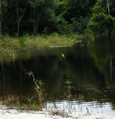 views of the river channel in the Amazon jungle in Brazil