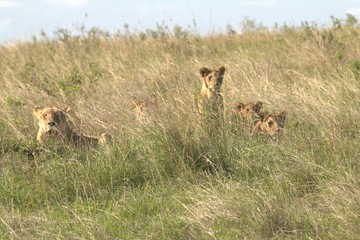 Lioness with Three Cubs between Grass