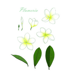 Plumeria white flower, green leaves set. Art design element object isolated hand drawing stock vector illustration for web, for print