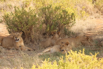 Pride of Lions near Shrub