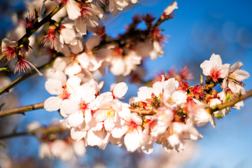 Apricot tree flower with buds blooming at springtime in sunset with blue sky on background, spring floral background, soft focus
