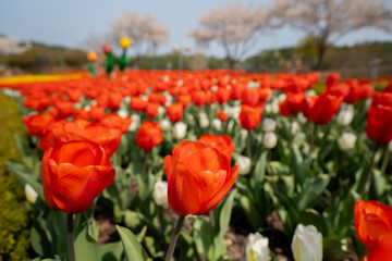 field of tulips