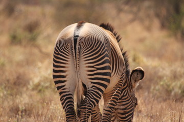 Obraz na płótnie Canvas Standing and Grazing Zebra Back Pose