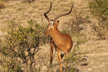 Standing Gazelle and a Bird on Grass