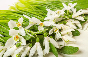 Snowdrops or Galanthus (lat. Galanthus) on a white background. Spring floral background. Greeting card concept for a woman.