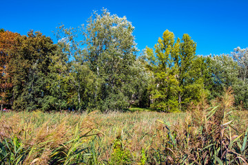 Autumn landscape of a mixed European wood with thicket of deciduous and coniferous trees in Las Kabacki Forest in Mazovia region near Warsaw, Poland