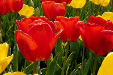 red tulips in the garden