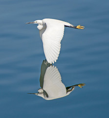 Little egret in flight over rural river water