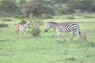 Obraz premium Two Cute Zebras in African Savannah