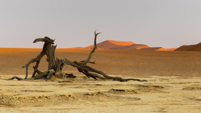 view of dead trees (acacia erioloba) in the Deadvlei Basin, surrounded by the highest dunes, Namibia