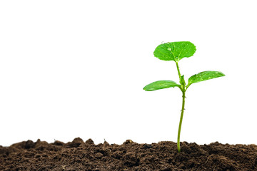 Small trees are growing on the ground incomplete isolated on white background.