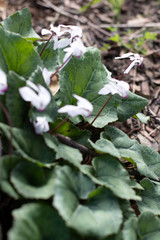 flowers in the garden