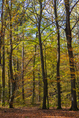 Autumn landscape of a mixed European wood with thicket of deciduous and coniferous trees in Las Kabacki Forest in Mazovia region near Warsaw, Poland