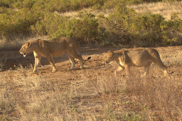 Two Lionesses Going on Hunting