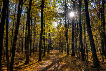 Autumn landscape of a mixed European wood with thicket of deciduous and coniferous trees in Las Kabacki Forest in Mazovia region near Warsaw, Poland