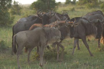 Naklejka na ściany i meble Wildebeest Family in African Grassland
