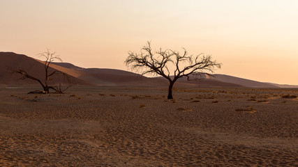 Fototapeta na wymiar sunset with a lonely tree in the Namib Desert, Namibia
