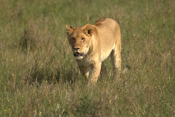 African Lioness Walking Front View