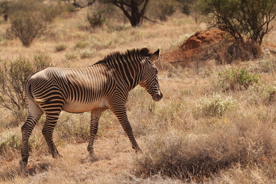 Zebra Standing in Sun on Dry Grassland