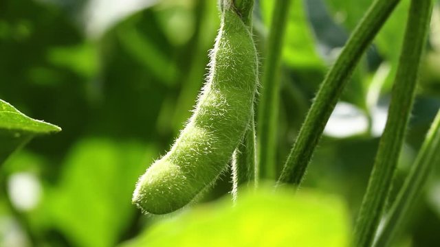 Agriculture - Detail of macro young soybeans, cultivated soybean field. Agricultural soy plantation fund. Green growing flowering soybeans, high productivity, agriculture.