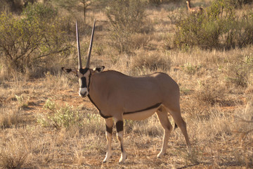 Antelope Posing on Dry Grassland