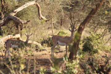 Antelopes Between Trees Far View