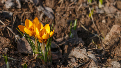 a group of first spring flowers in a forest, brown ground no grass, saffron crocuses growing on the ground in early spring sunny day