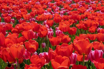 Fotobehang field of red tulips © cd4f23fb