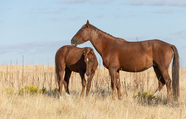 Obraz premium Wild Horses in Fall in the Utah Desert